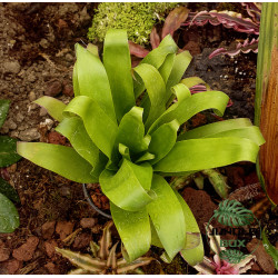 Tillandsia guatemalensis