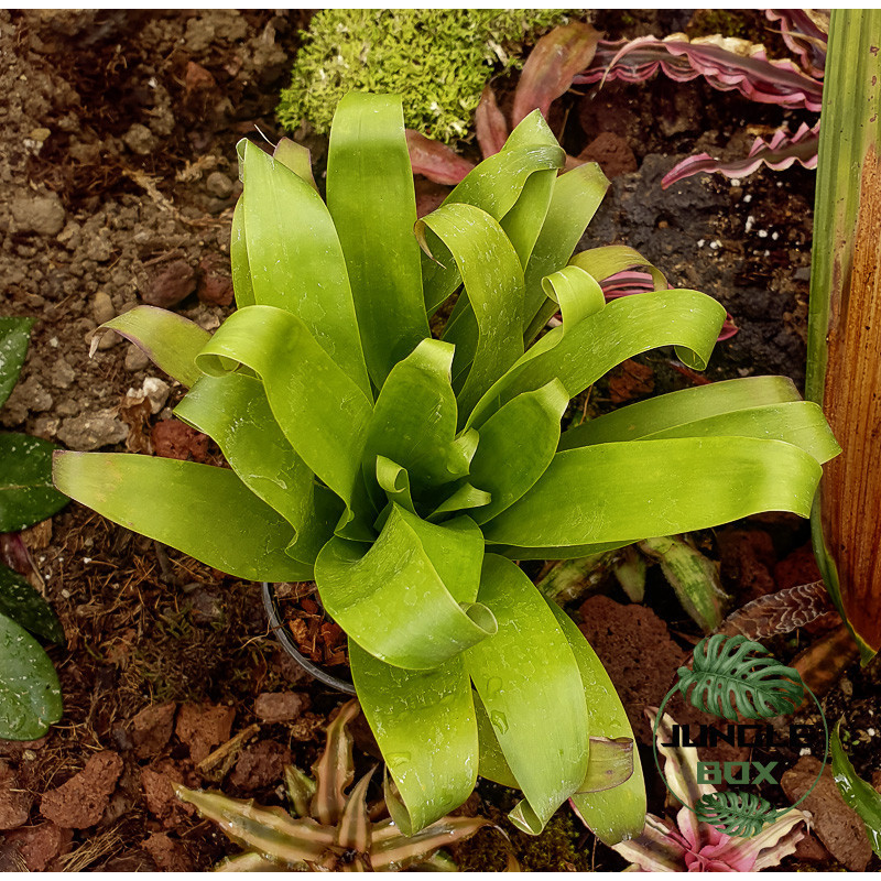 Tillandsia guatemalensis