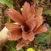 Neoregelia “Red Goodies” – Broméliacée décorative rouge