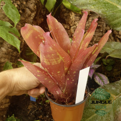 Neoregelia “Red Goodies” – Broméliacée décorative rouge