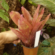 Neoregelia “Red Goodies” – Broméliacée décorative rouge