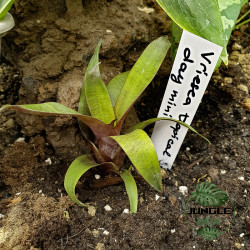 Vriesea tropical day mini