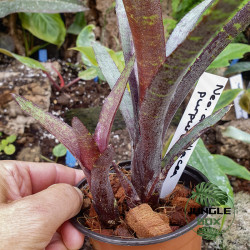 Neoregellia ampullacea purpurea