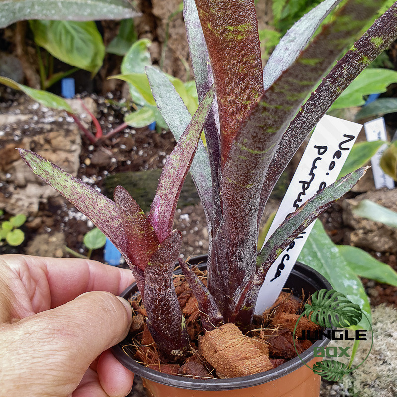 Neoregellia ampullacea purpurea