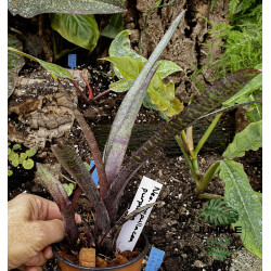 Neoregellia ampullacea purpurea