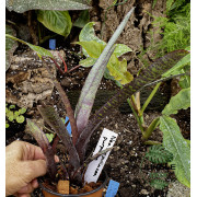 Neoregellia ampullacea purpurea