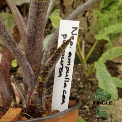 Neoregellia ampullacea purpurea