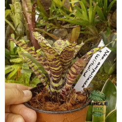 Neoregelia ampullacea X wirlwind top qualité junglebox