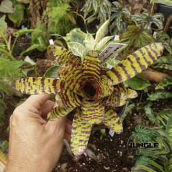 Neoregelia ampullacea X wirlwind