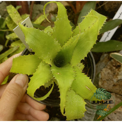 Neoregelia Mooreana – Exotic Bromeliad Plant | JungleBox