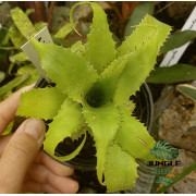 Neoregelia Mooreana – Exotic Bromeliad Plant | JungleBox