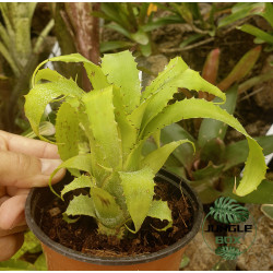 Neoregelia Mooreana – Exotic Bromeliad Plant | JungleBox