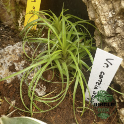 Vriesea correia araujoi