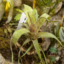 Vriesea 'Red Chestnut' Mini – Plante tropicale compacte & colorée