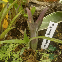 Neoregelia chlorosticta
