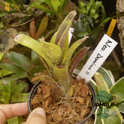Neoregelia domino 2