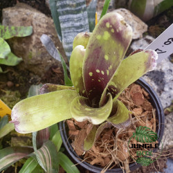 Neoregelia domino 2