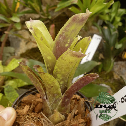 Neoregelia domino 2