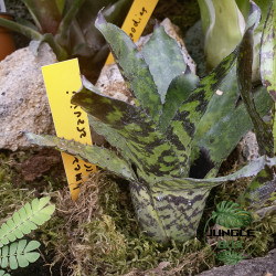 Aechmea correia-araujoi