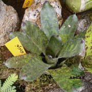 Aechmea correia-araujoi