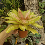 Neoregelia vulcana