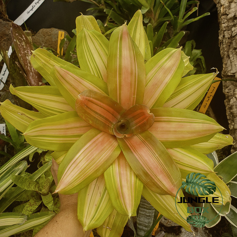 Neoregelia vulcana Neoregelia vulcana