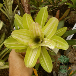 Neoregelia tricolor