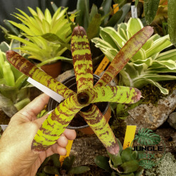 neoregelia guacamole