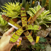 neoregelia guacamole