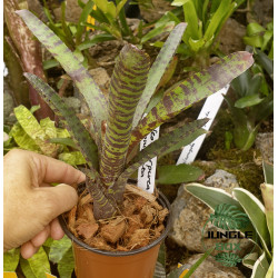 Neoregelia purpurea compacta