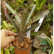 Neoregelia purpurea compacta