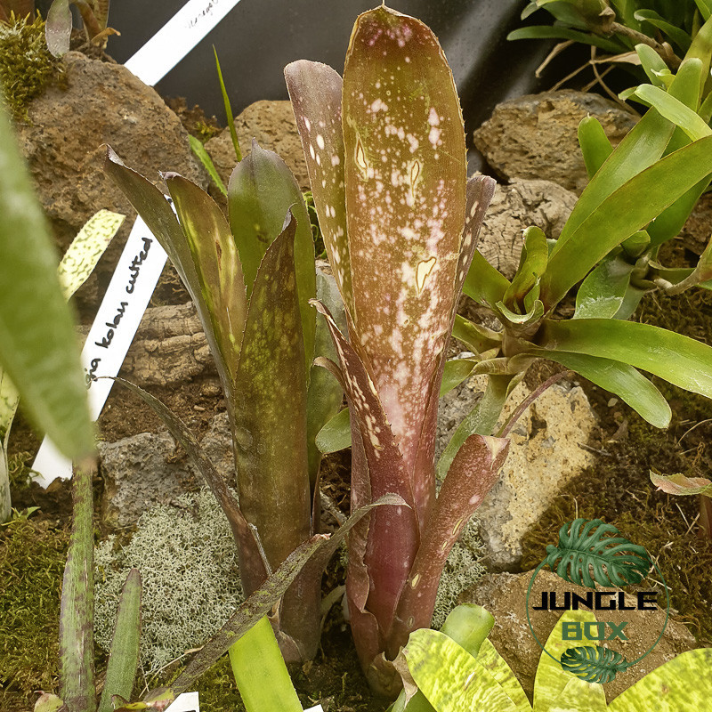 Billbergia hallelujah Billbergia hallelujah