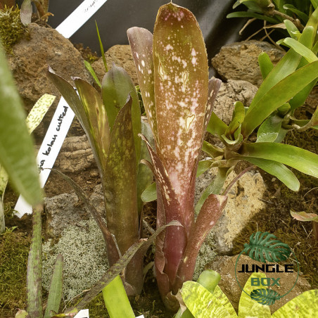 Billbergia hallelujah