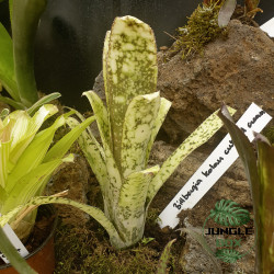 Billbergia Kolan Mulberry and Cream – Rare Plant | JungleBox