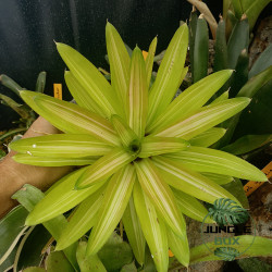 Neoregelia burnsie's spiral