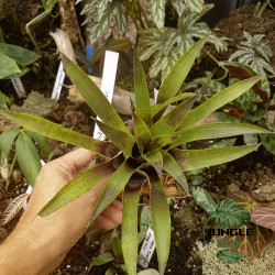 vriesea lubbersii