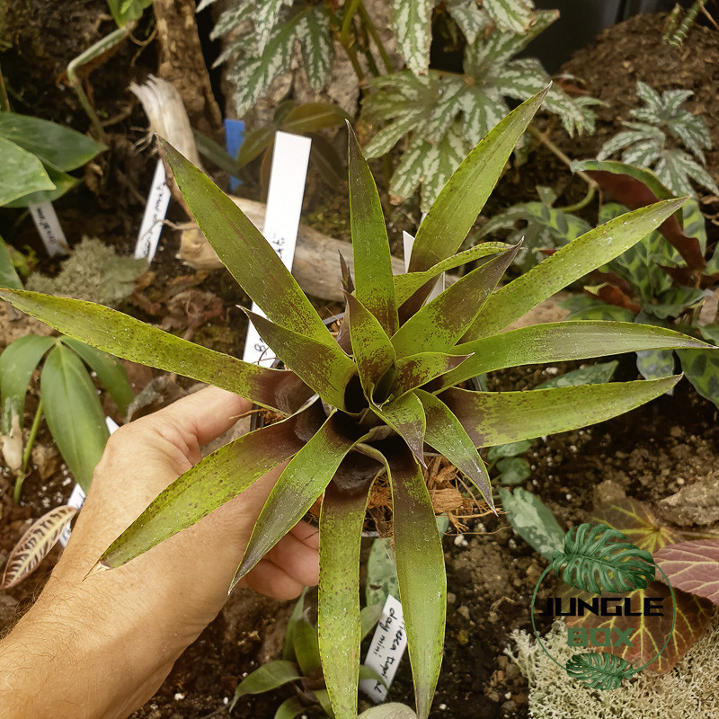 vriesea lubbersii vriesea lubbersii