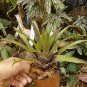 Vriesea lubbersii – Plante tropicale colorée d'intérieur | JungleBox