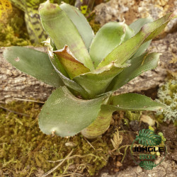Neoregelia aria