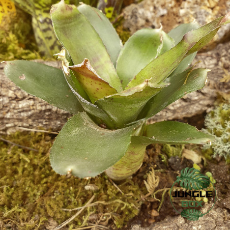 Neoregelia aria