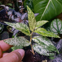 Pellionia repens variegata – Variegated tropical plant for terrariums | JungleBox