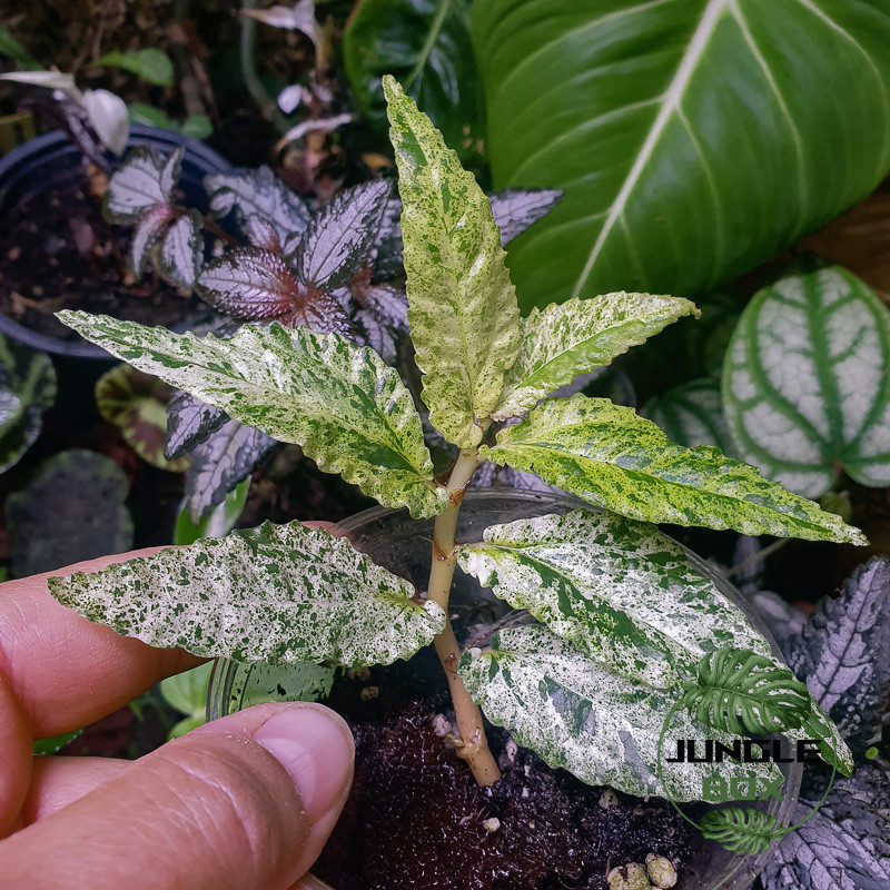 Pellionia repens variegata – Variegated tropical plant for terrariums | JungleBox