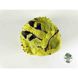 Figurine Ceratophrys cornuta 1