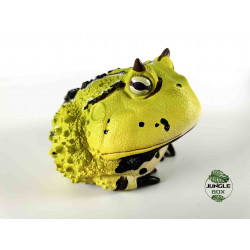 Figurine Ceratophrys cornuta 1