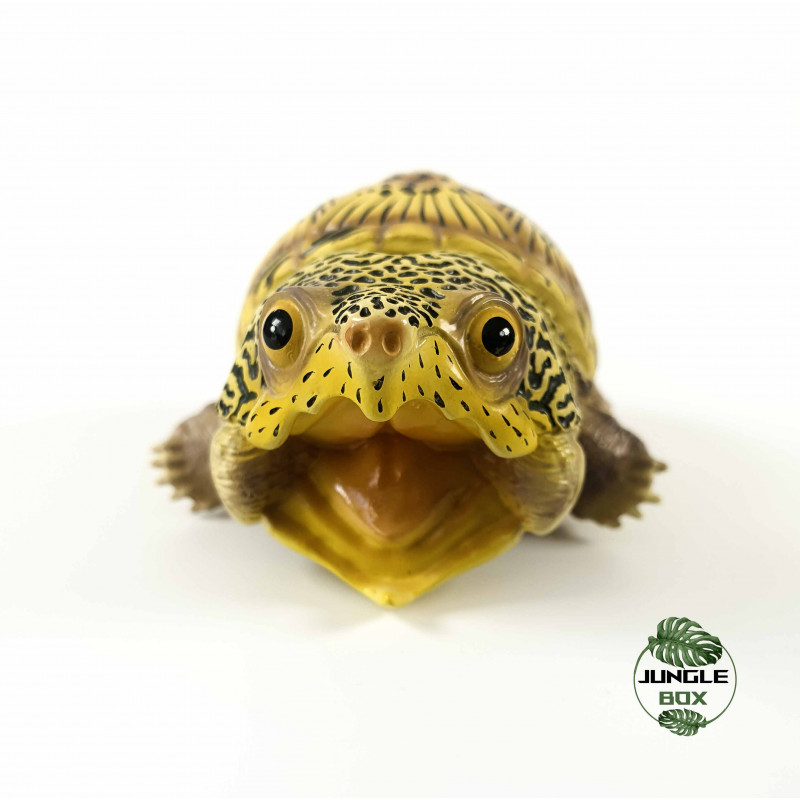 Claudius angustatus figurine tortue
