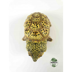 Claudius angustatus figurine tortue
