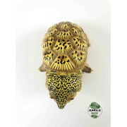 Claudius angustatus figurine tortue