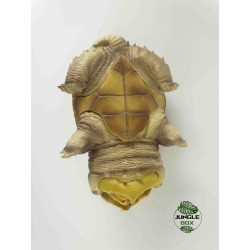 Claudius angustatus figurine tortue