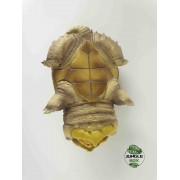 Claudius angustatus figurine tortue