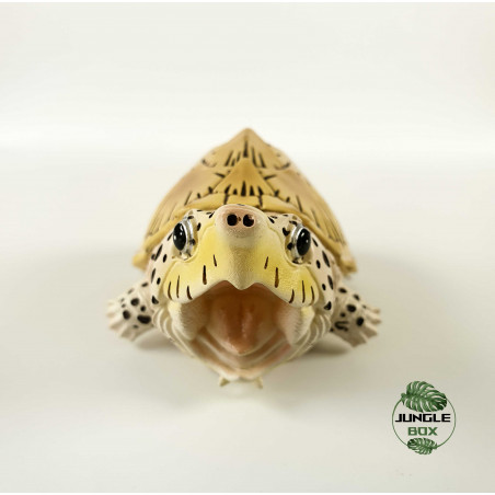Tortue rare en résine et marbre vintage, société Artefice